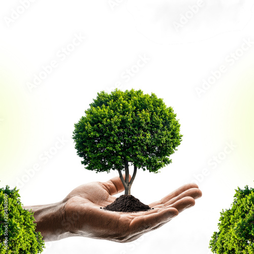 A hand tenderly holding a small tree, symbolizing growth and nurturing nature. The green leaves are vibrant against a soft, bright background