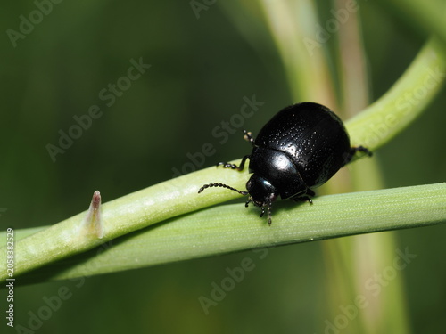 Fotografie Un escarabajo de las hojas (familia Chrysomelidae) de cuerpo ovalado y color negro brillante trepa por el tallo de una planta verde en su hábitat natural