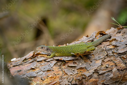 Photography European green lizard basking on a tree trunk in a natural forest environment, m