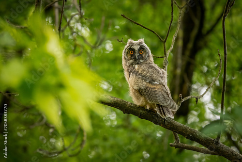 Cute young long-eared owl chick perched on a tree branch in a green European forest. Wild fluffy owlet looking into camera, wildlife photography.