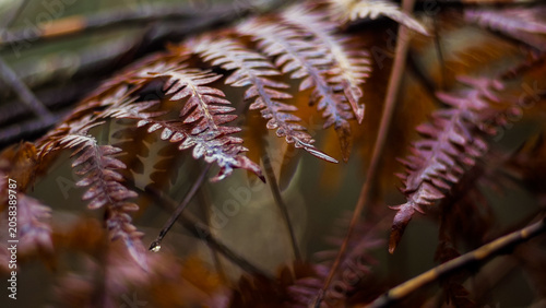 Fotografie Macro de branches d'arbre et de fougères  en automne