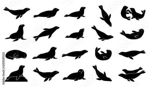 Photography Seal silhouette collection vector illustration featuring marine mammals in swimm