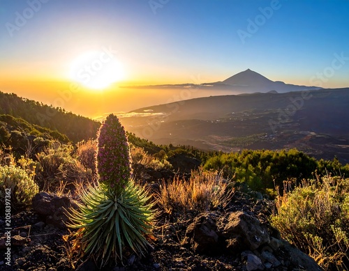 Golden Mountain Sunrise Illuminating Wild Flower in Rocky Volcanic Landscape