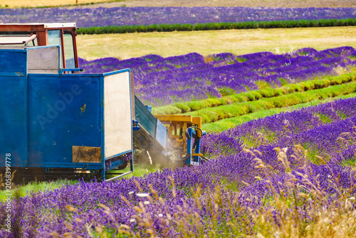 Fotografie Tractor working on lavender field. Harvest time