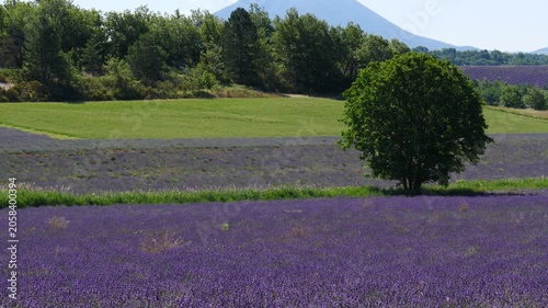 Summer landscape with lavender fields.  Puimoisson region, Plateau Valensole, Alpes de Haute Provence in France.
