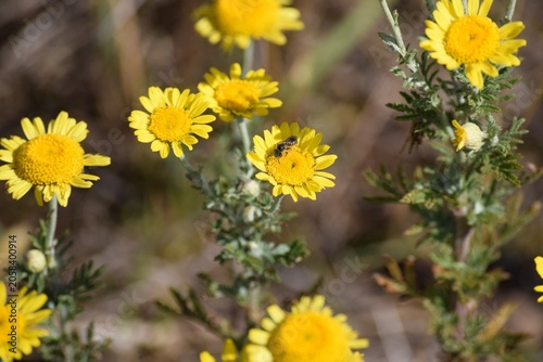 Tableau sur toile Bellflower furrow bee on Dyer's chamomile