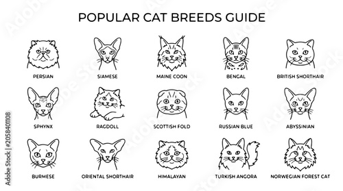 Canvastavla Popular cat breeds guide, cat illustrations, feline icons, vector graphics
