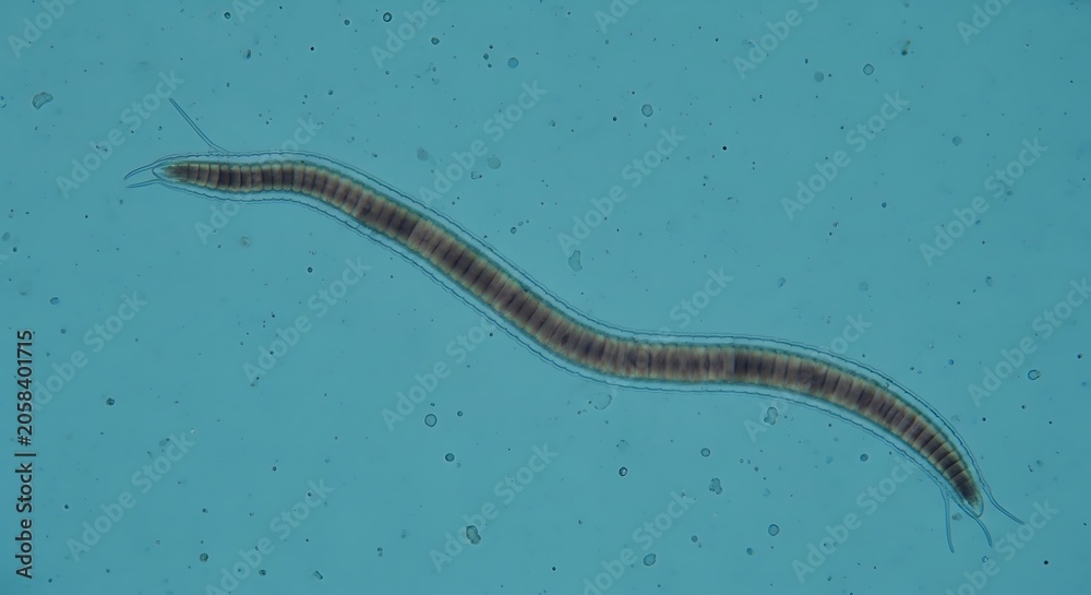 Obraz premium Translucent Segmented Aquatic Worm Curving Under Microscope on Blue Background
