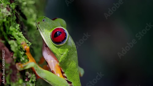 Close-up of a vibrant red-eyed tree frog clinging to a mossy branch in lush jungle