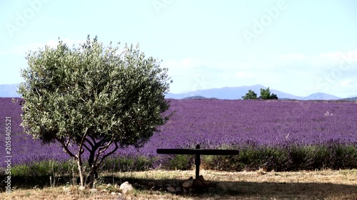Lavender field at Chapel Notre Dame de Sante in Entrevennes village, Plateau Valensole, Alpes de Haute Provence in southeastern France