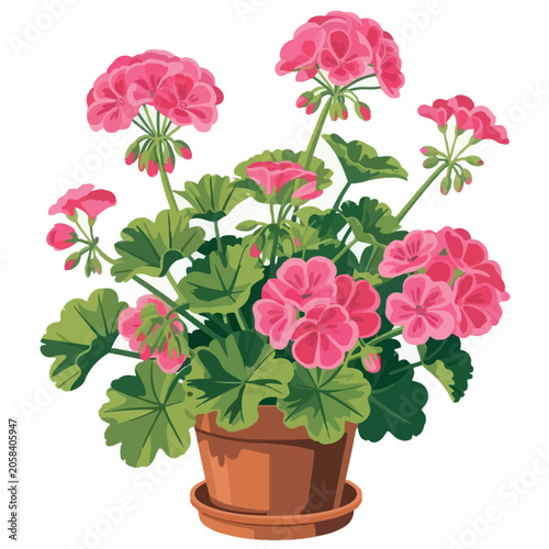 Vibrant pink geranium flowers in a terracotta pot on a white background