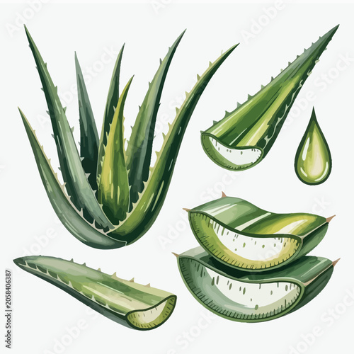 Watercolor illustrations of aloe vera plant and its gel