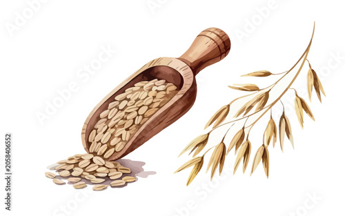 Oats in wooden scoop with oat stalk on white background