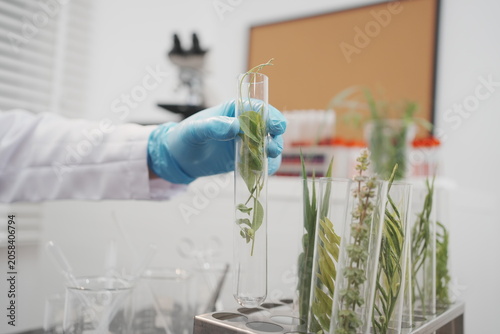 Obraz na płótnie Scientist hand in blue glove holding a test tube with green plant samples in a bright lab, showing botanical research, biotechnology, quality testing and natural science work
