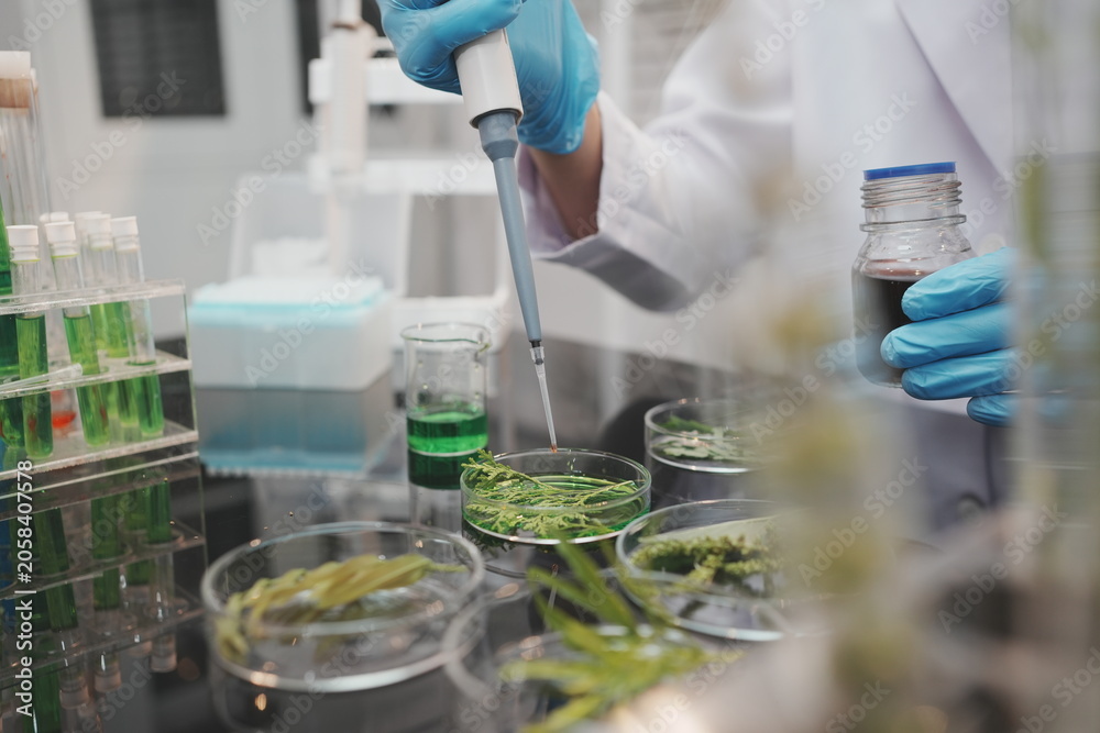 Fototapeta premium Scientist in blue gloves uses a pipette on plant samples in dishes inside a laboratory, showing botanical research, testing, and biotechnology work.