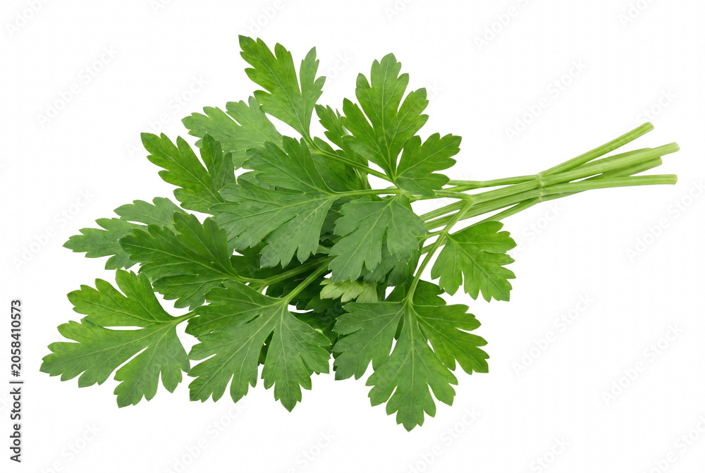 Fototapeta premium Fresh bunch of flat leaf Italian parsley leaves