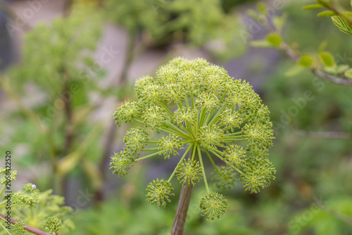 Cuadro en lienzo Angelica archangelica flowering umbel with delicate clustered blooms