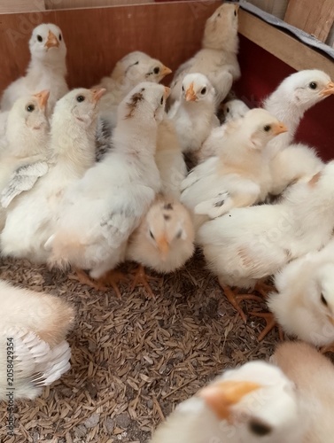 Baby Chicks with Developing Feathers in Farm Setup