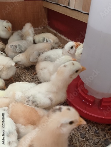 Growing Poultry Chicks in Indoor Farm Brooder