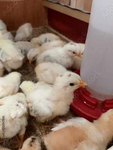 Healthy Young Chicks Near Automatic Water Dispenser