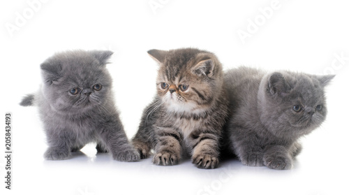 Fotografia exotic shorthair kitten in studio
