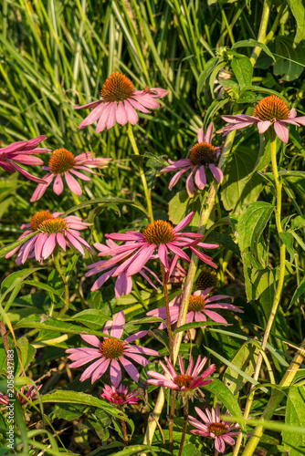 Echinacea purpurea medicines flower in the garden