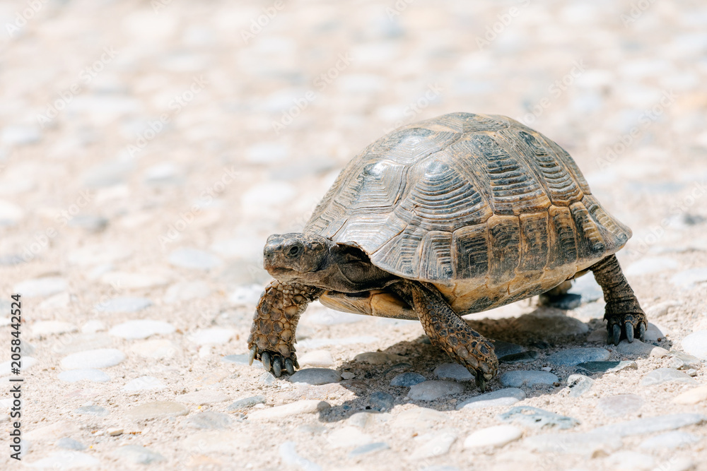 Obraz premium Tortoise moving across a sunny path filled with small pebbles, showcasing slow progress and determination in nature