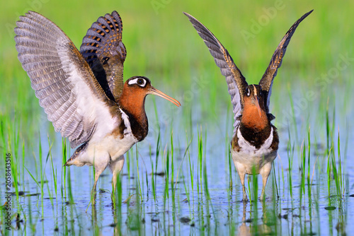 greater painted-snipe flapping their wings while foragning in swamps, twin birds in actions