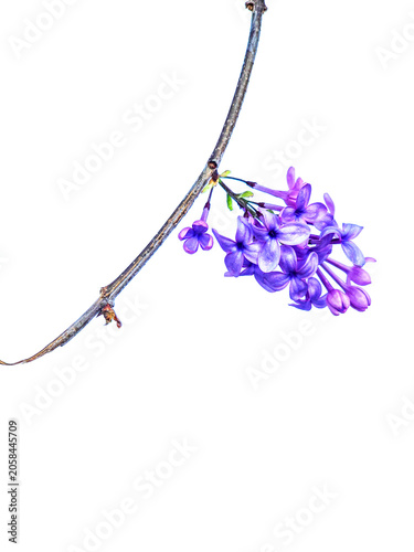 Isolated purple lilac flower cluster on a thin curved branch against a white background