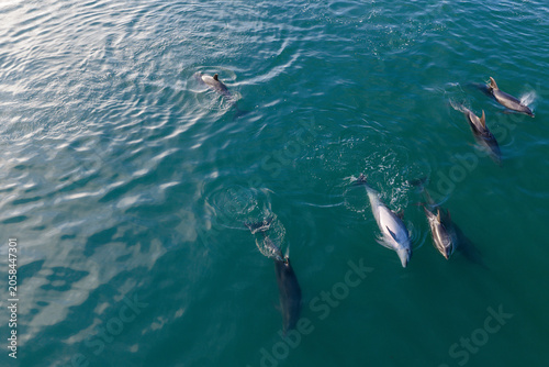 A pod of dolphins swims in the clear blue ocean waters off the coast of Auckland, New Zealand. These marine mammals are known for their playful nature and intelligence.