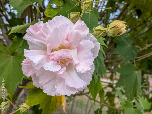 Obraz na płótnie 淡いピンク色の酔芙蓉の花