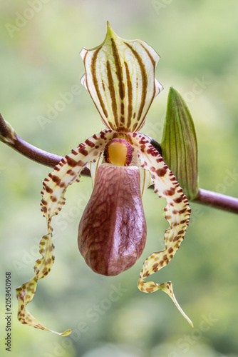 Closeup vertical view of colorful flower of paphiopedilum supardii tropical lady slipper orchid species isolated outdoors on natural background