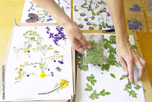 Canvastavla Hands distribute green branches on press board, one holding specimen bag, with pressed wildflower papers across table
