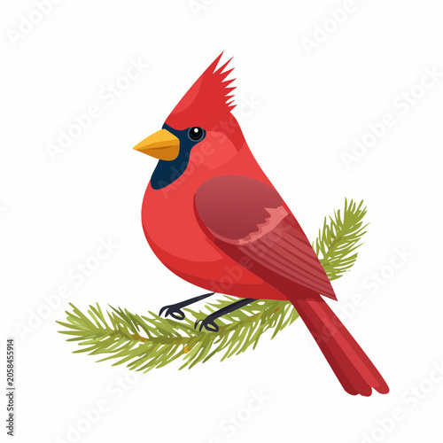 Male cardinal perched on green pine needle branch.