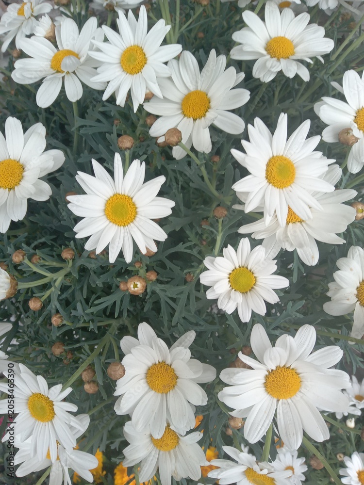Fototapeta premium Daisy flower background in the garden