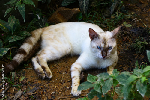 Картината върху платно Beautiful blue-eyed cat resting on the ground surrounded by lush green foliage in a natural outdoor setting