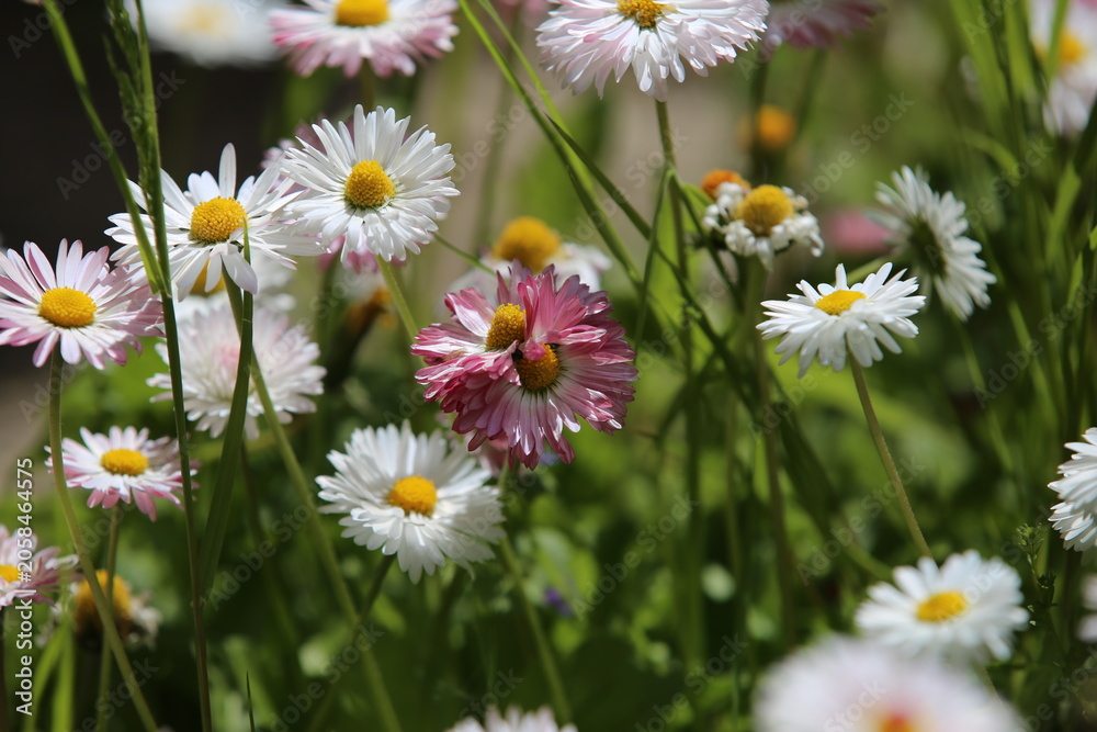 Fototapeta premium daisies in the grass (Bellis perennis)