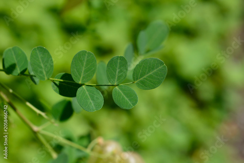 A macro shot focusing on the rounded green pinnate leaves of a bladder senna branch with blurred seed pods in the sunny background - latin name - Colutea arborescens