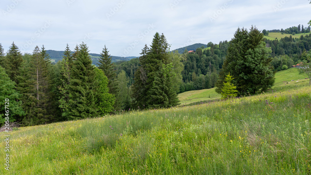 Fototapeta premium Trekking around Oberstaufen in Bavaria - Allgaeu in Springtime - Holiday in Green Landscape