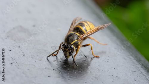 Foto Bio Diversity - Makro of a common Wasp on the Ceiling