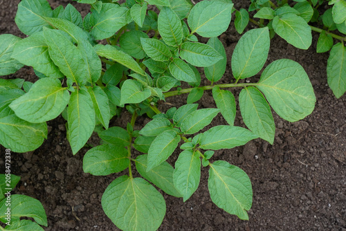 Canvas Print Lush Green Potato Plant Foliage Emerging from Fertile Soil in a Garden Setting,