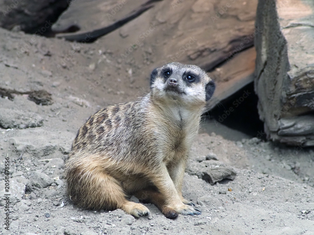 Fototapeta premium A meerkat sitting on the sandy ground, looking up with an alert and curious expression. The image captures the typical vigilant behavior of these social African mammals in their natural habitat.