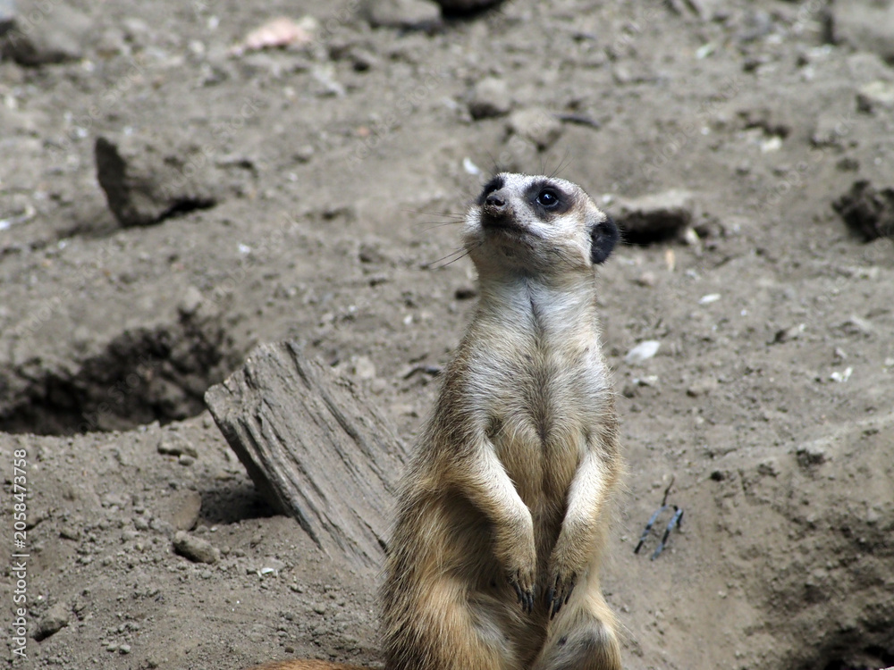Fototapeta premium Meerkat Standing Upright on Hind Legs Looking Up, Alert Sentinel