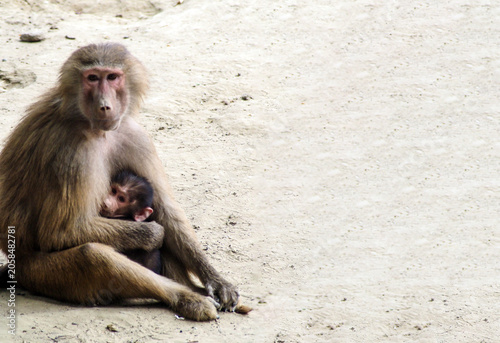 Canvas Print A mother baboon sitting on the sandy ground tenderly holding and protecting her small baby