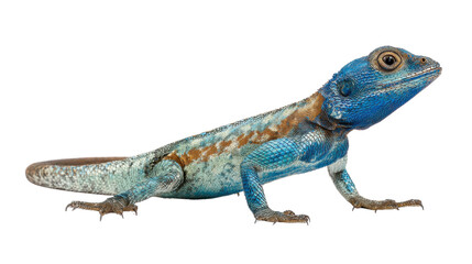 blue colored lizard reptile isolated black background detailed scales wildlife macro photography exotic animal portrait close up texture nature on white background