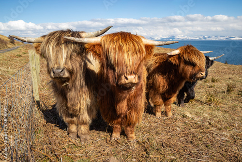 Obraz na płótnie Small herd of three shaggy Highland cows standing by a wire fence on a grassy hi