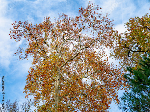 Arbre en automne