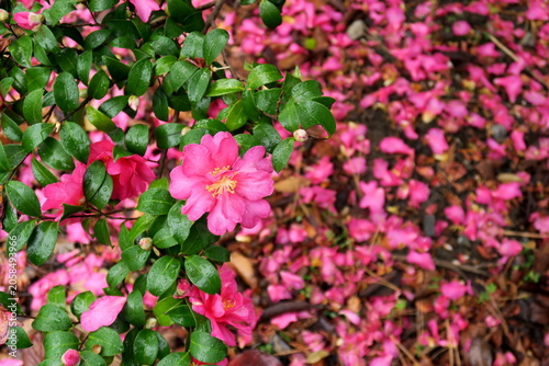 冬の雨に濡れる山茶花の花