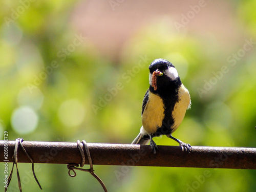 A beautiful Great Tit (Parus major) perched on a bar, holding a caterpillar in its beak. she is looking at the camera  natural feeding moment of this common European songbird in bright natural lig