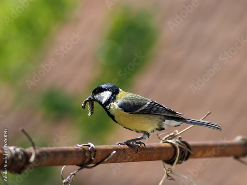 A beautiful Great Tit (Parus major) perched on a wire, holding a caterpillar in its beak. This expressive image captures a natural feeding moment of this common European songbird in bright natural lig